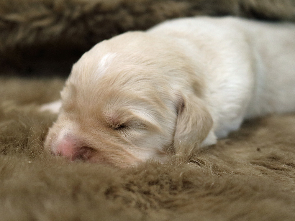 Carlos-Betty2017-007 www.labradorlabradoodle.de