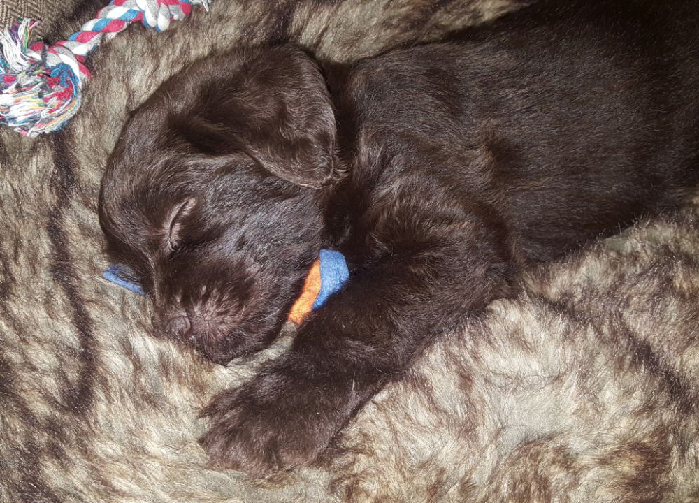 Lisa-Shadan-2017_010 www.labradorlabradoodle.de