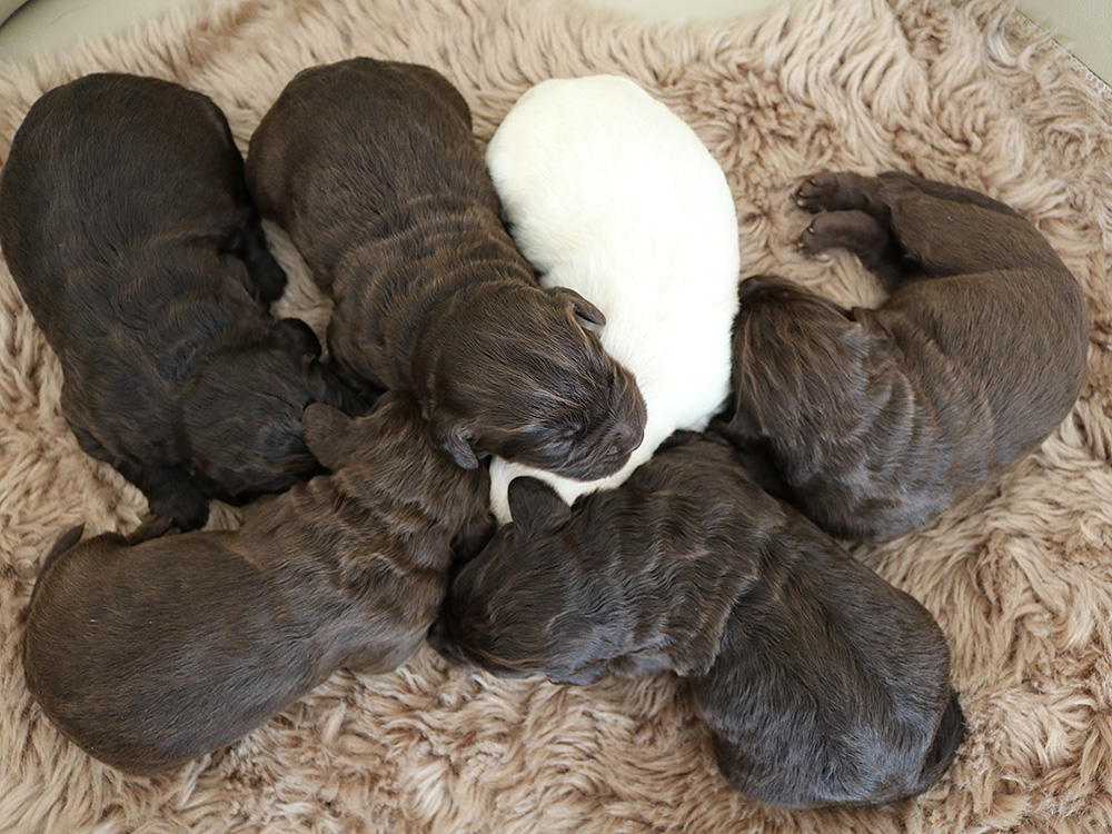 www.abradorlabradoodle.de www.labradorlabradoodle.de