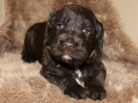 www.labradorlabradoodle.de