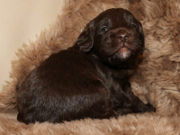 www.labradorlabradoodle.de