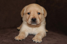 www.labradorlabradoodle.de