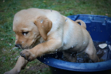 www.labradorlabradoodle.de