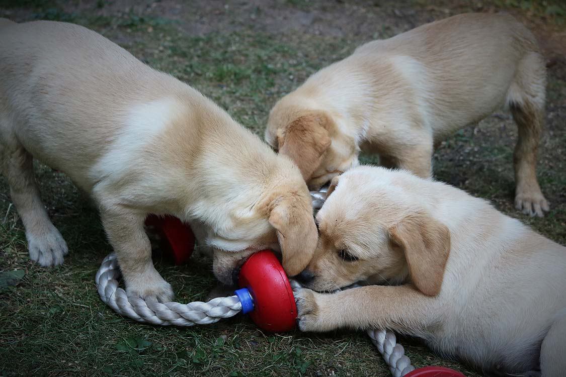 JeanyLennox2018_026 www.labradorlabradoodle.de