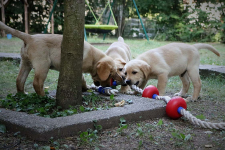 www.labradorlabradoodle.de