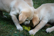 www.labradorlabradoodle.de