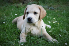 www.labradorlabradoodle.de