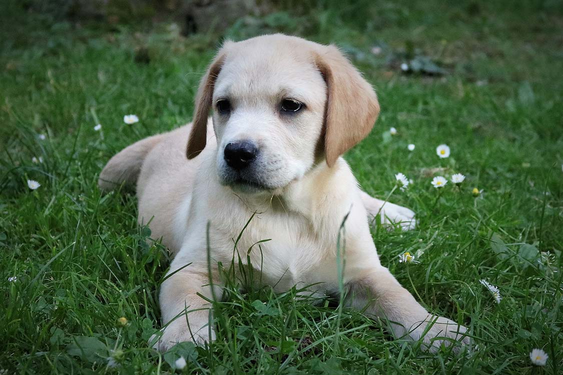 JeanyLennox2018_043 www.labradorlabradoodle.de