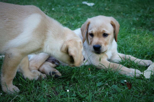 www.labradorlabradoodle.de