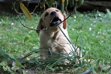 www.labradorlabradoodle.de
