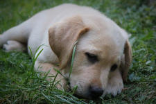www.labradorlabradoodle.de