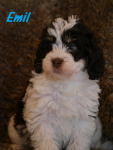Emil