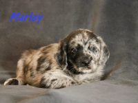 Marley