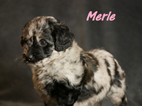 Merle