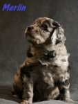 Merlin