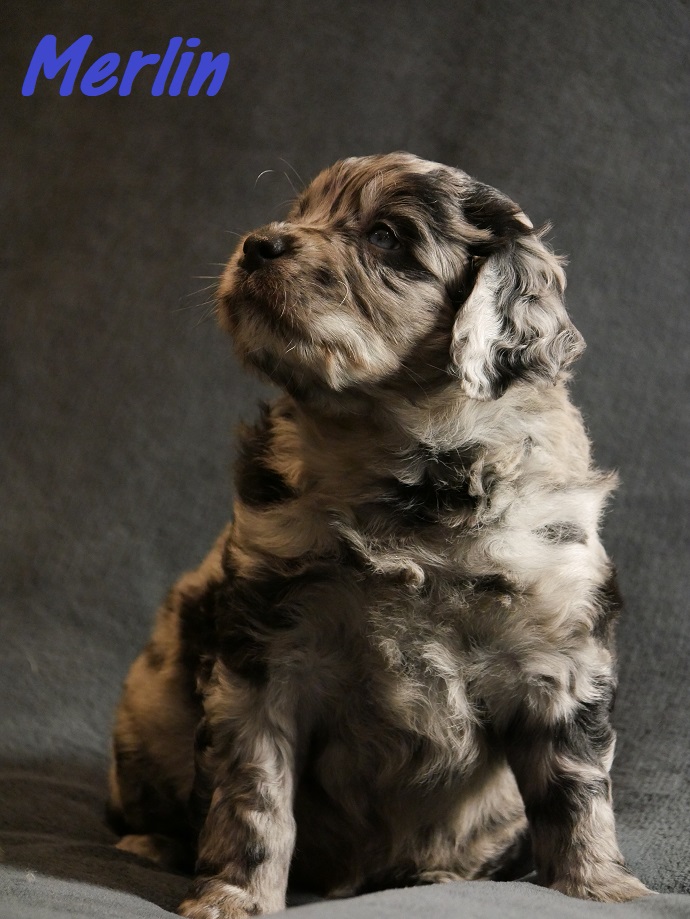 Merlin