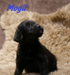 Mogli