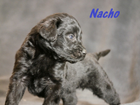 Nacho