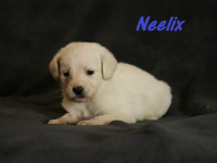 Neelix