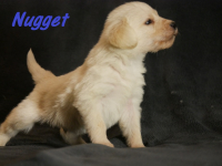 Nugget