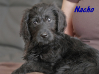 Nacho002