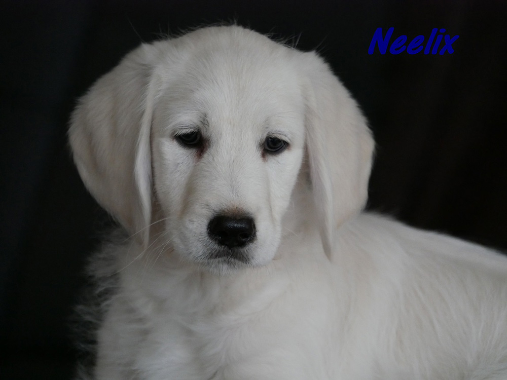 Neelix002