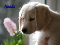 www.labradorlabradoodle.de