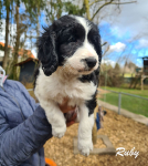 www.labradorlabradoodle.de