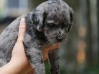 Juni2021_Labradoodle001