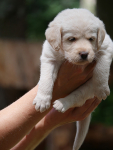 Juni2021_Labradoodle002