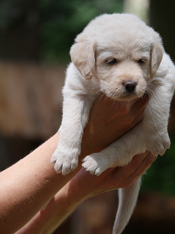 Juni2021_Labradoodle002
