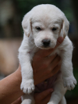 Juni2021_Labradoodle003
