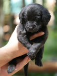 Juni2021_Labradoodle004