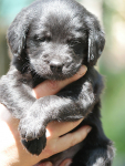 Juni2021_Labradoodle005