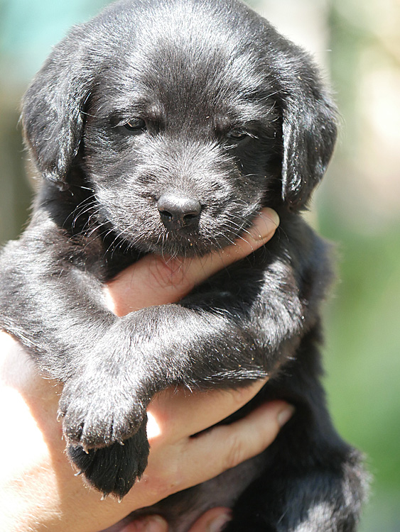 Juni2021_Labradoodle005
