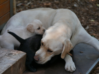 Juni2021_Labradoodle006