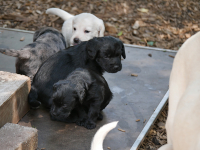 Juni2021_Labradoodle007