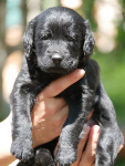 Juni2021_Labradoodle008