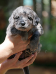 Juni2021_Labradoodle009
