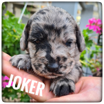 Welpen_03-08-2021-3