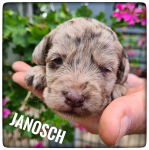 Welpen_03-08-2021-4