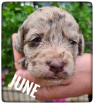 Welpen_03-08-2021-5
