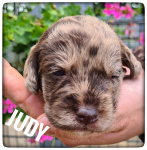 Welpen_03-08-2021-6