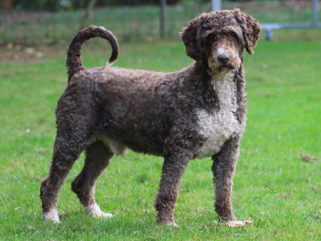Bufon - Spanischer Wasserhund / Perro de Aqua Espanol