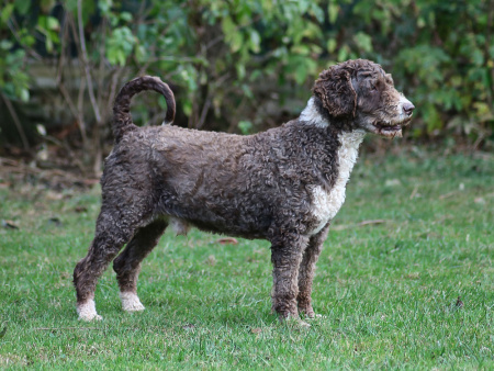 Bufon - Perro de Aqua Espanol