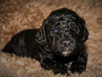 Welpen_31-10-2021_07