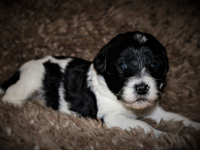 Welpen_31-10-2021_12