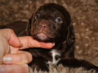 Welpen_31-10-2021_13
