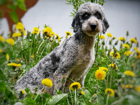 Labradoodle F1b Medium