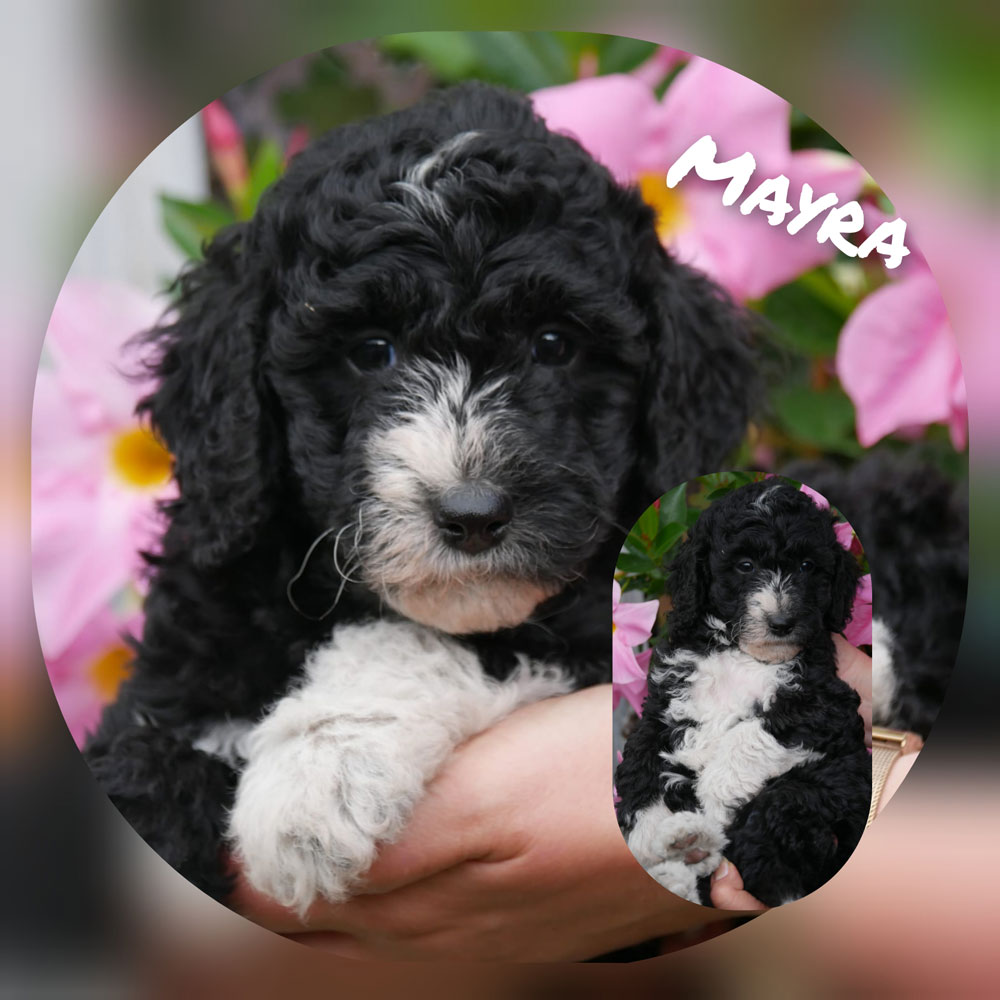 Mayra001